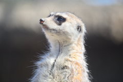 ヘリコプターの音に(*_*)