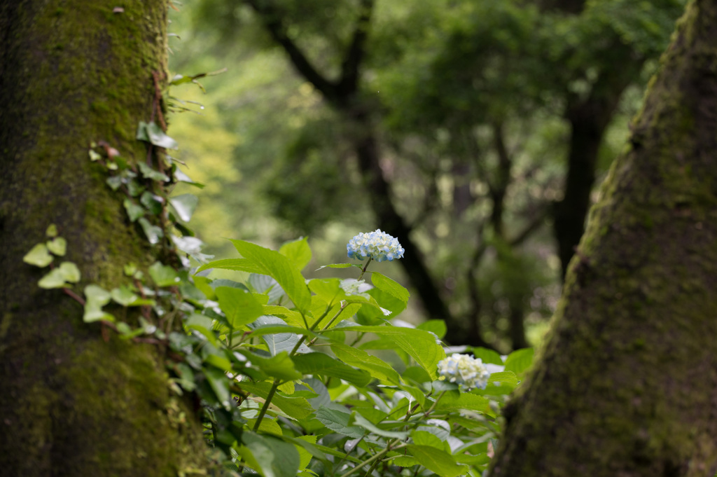 木立の合間から
