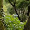 木立の合間から
