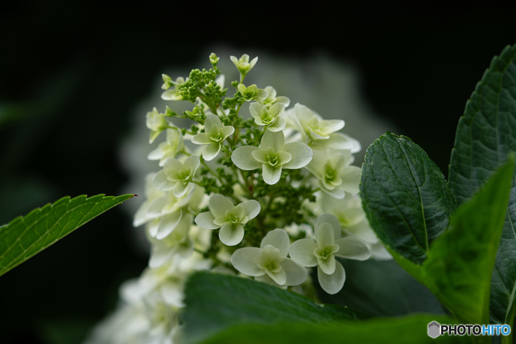 紫陽花の咲く頃-2