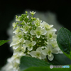 紫陽花の咲く頃-2