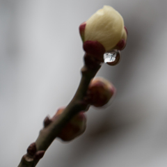 雨上がり、咲はじめ-2