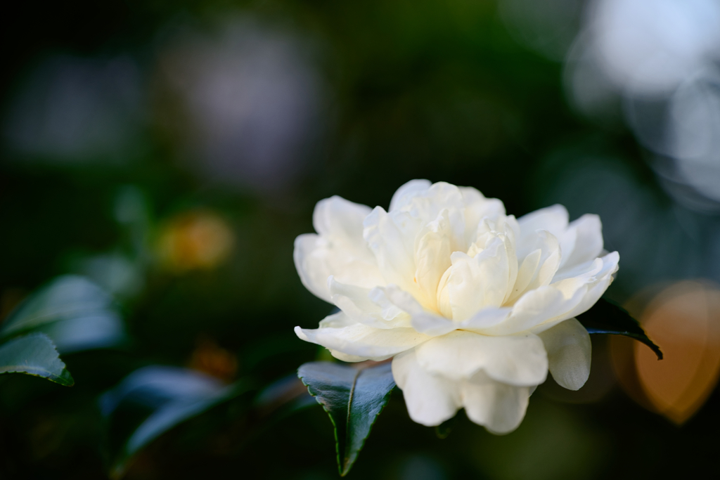 この花の名は？