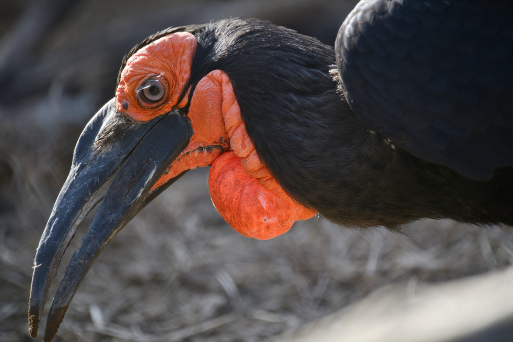 オレンジと黒のコントラスト
