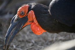 オレンジと黒のコントラスト