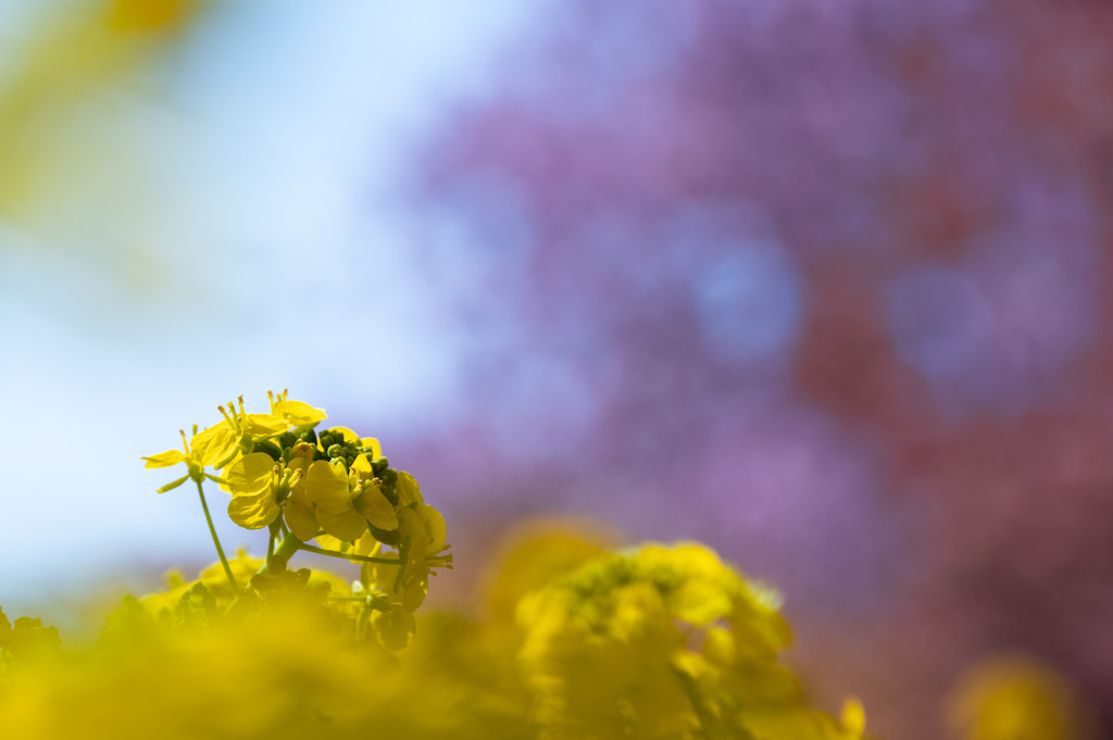 菜の花の咲くころ