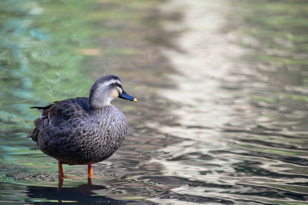 水面を見つめる