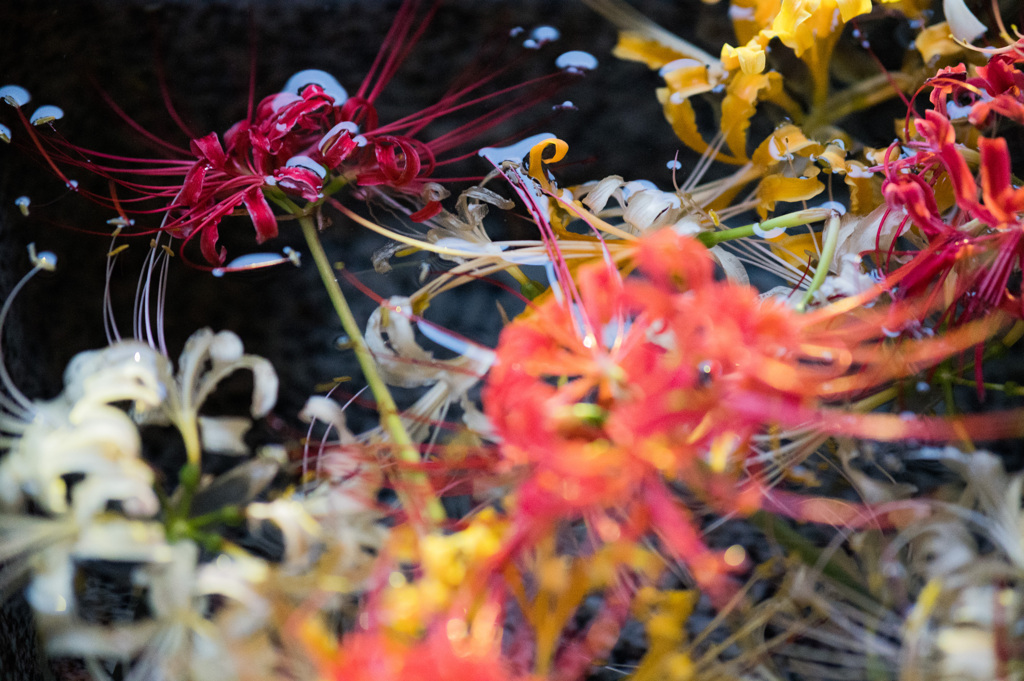 花手水