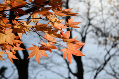 モミジ、イロイロ-1