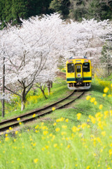 いすみ鉄道と桜と菜の花