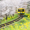 いすみ鉄道と桜と菜の花