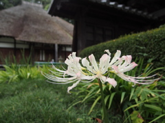 西方寺　彼岸花