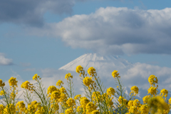 菜の花と富士山