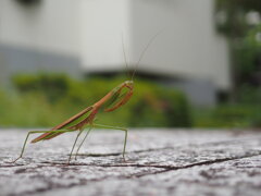 枯れかけた来訪者