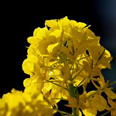 菜の花　背景黒