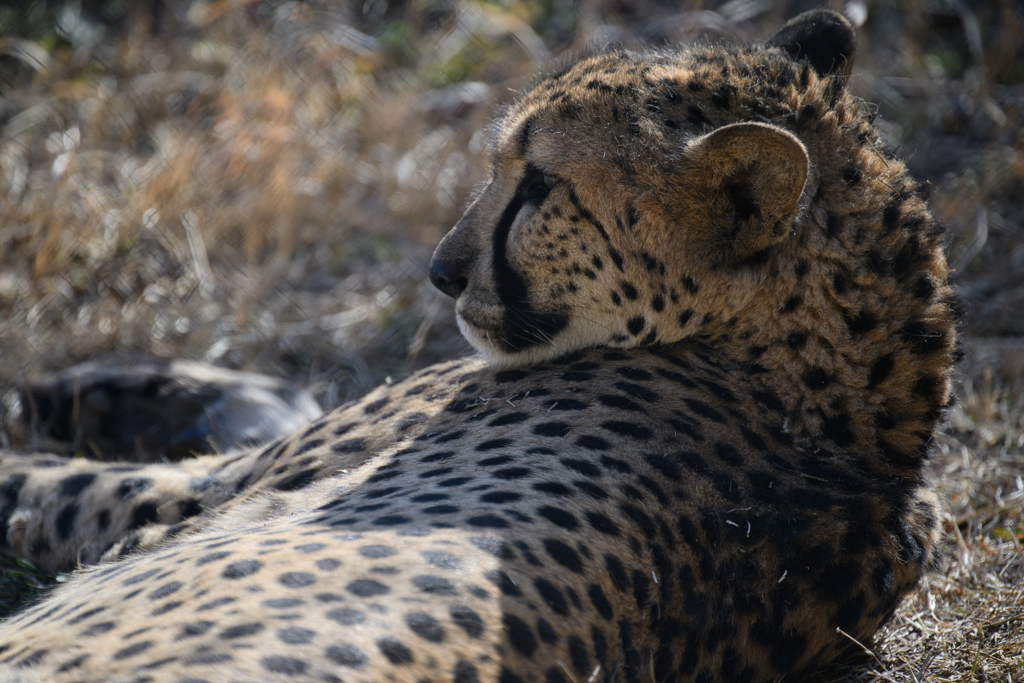 日向ぼっこ。佇む。
