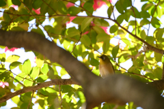 木立の隙間から