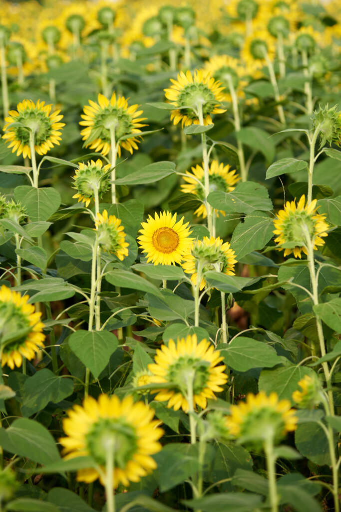 流れに負けない