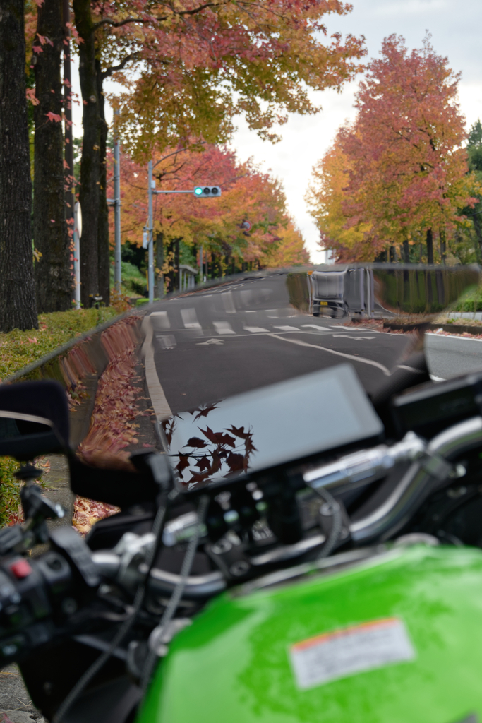 ディスプレイに映る紅葉