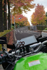 ディスプレイに映る紅葉