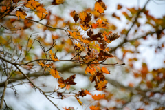 八丁池湖畔より