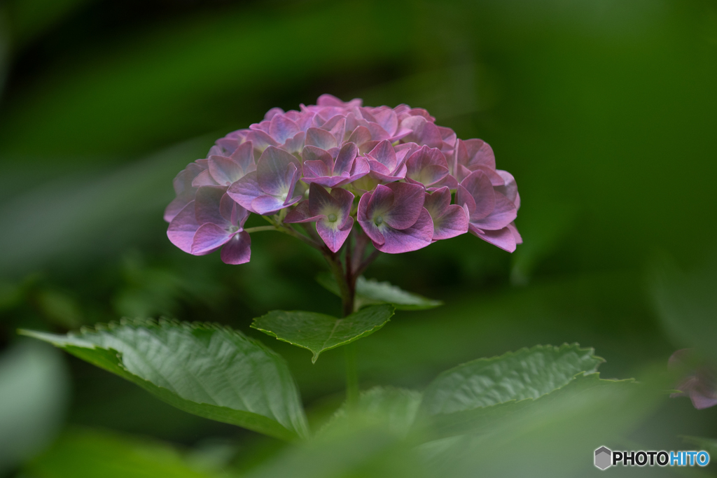紫陽花の咲く頃-3