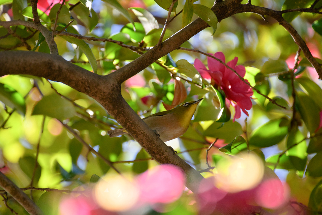 木々の隙間から