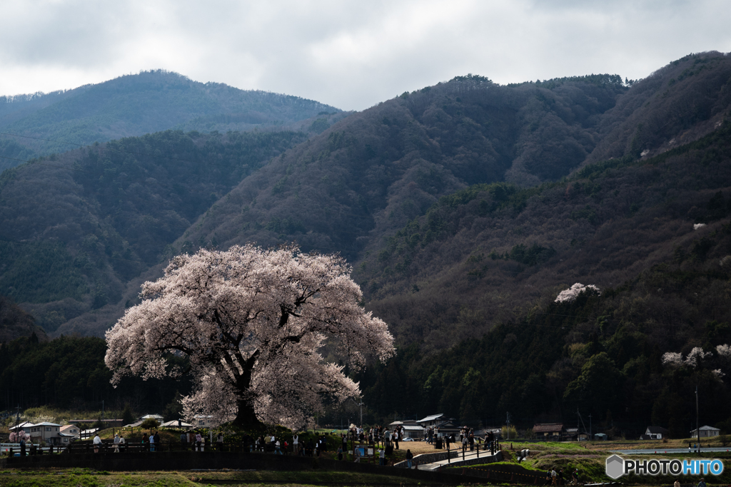 わに塚の桜