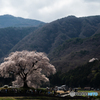 わに塚の桜