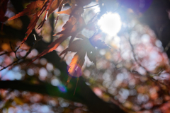 モミジ、イロイロ-3