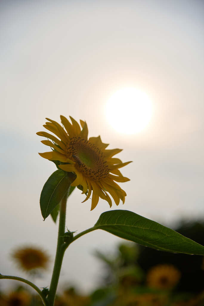 夕日の中のひまわり