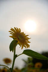 夕日の中のひまわり