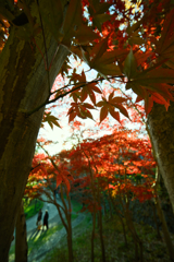 モミジの隙間から