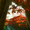 モミジの隙間から