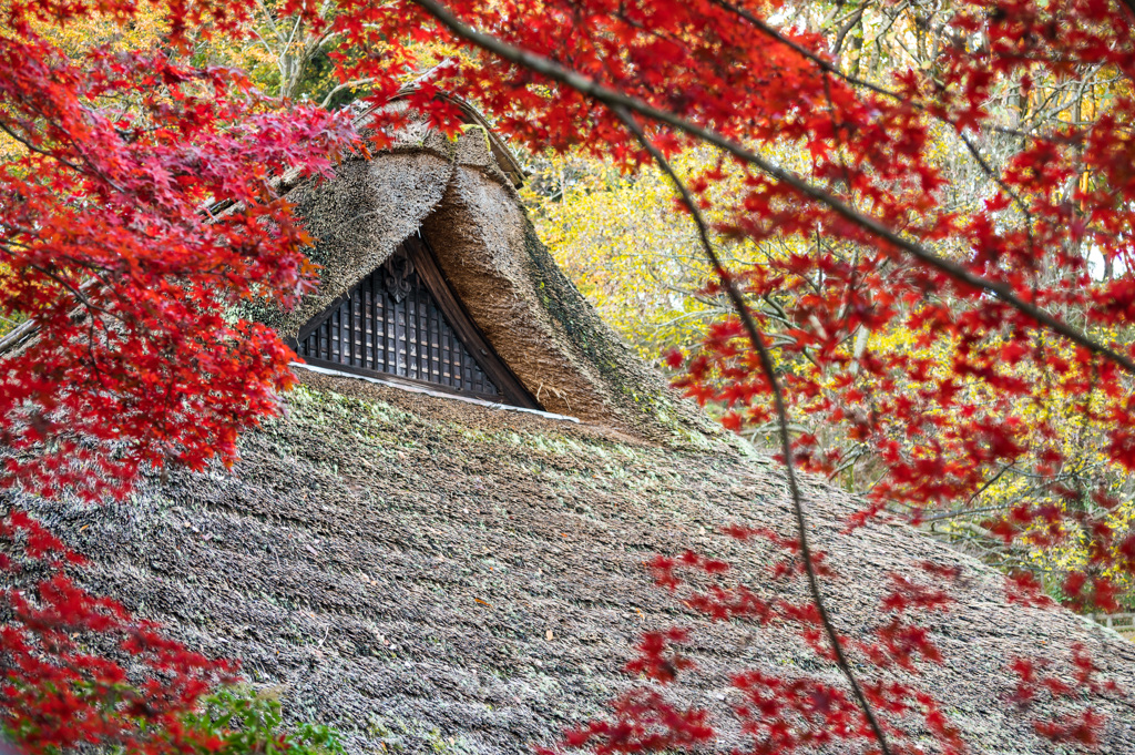 薬師池公園にて-1