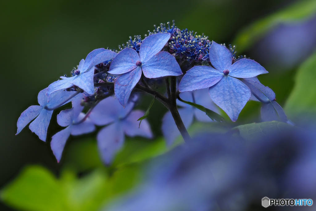 紫陽花の咲く頃-1