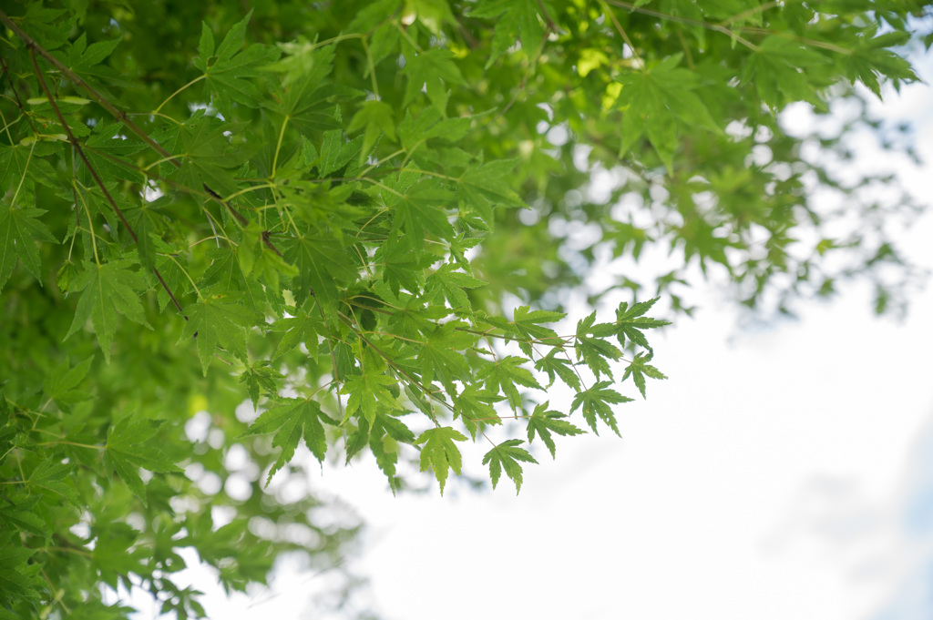 短い夏の思い出-6
