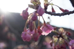 河津桜、これからが見頃