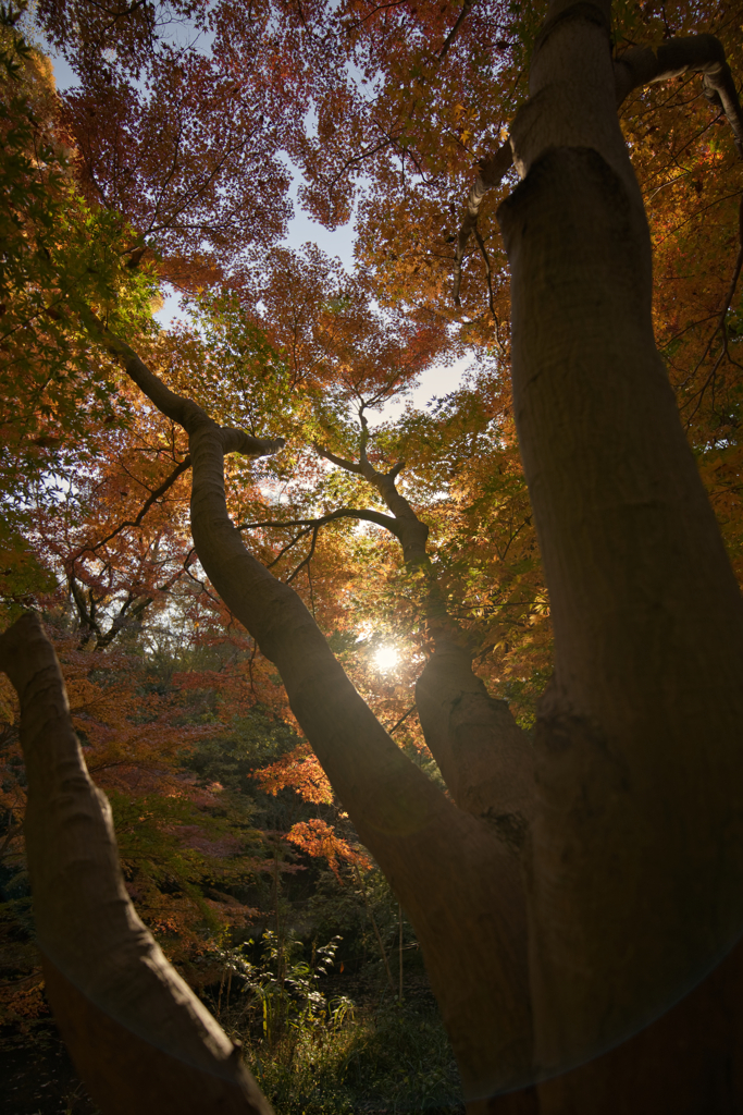 モミジの隙間から