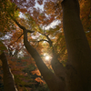 モミジの隙間から