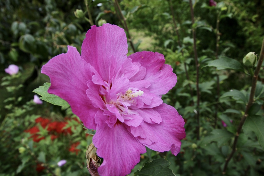 名も知らぬ花