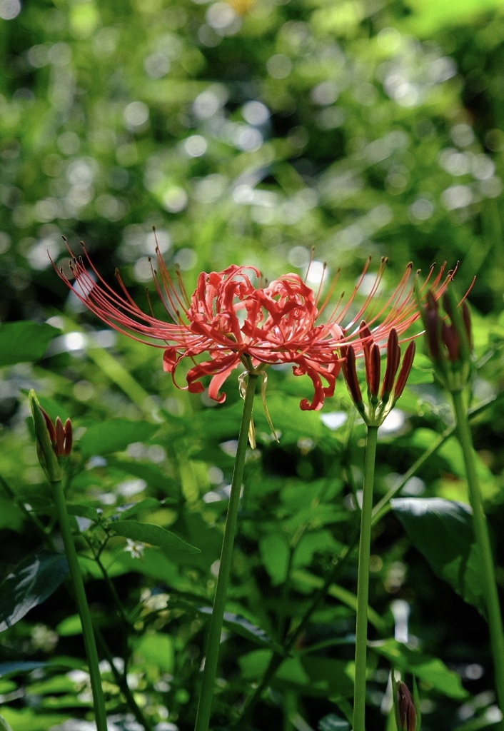 曼珠沙華