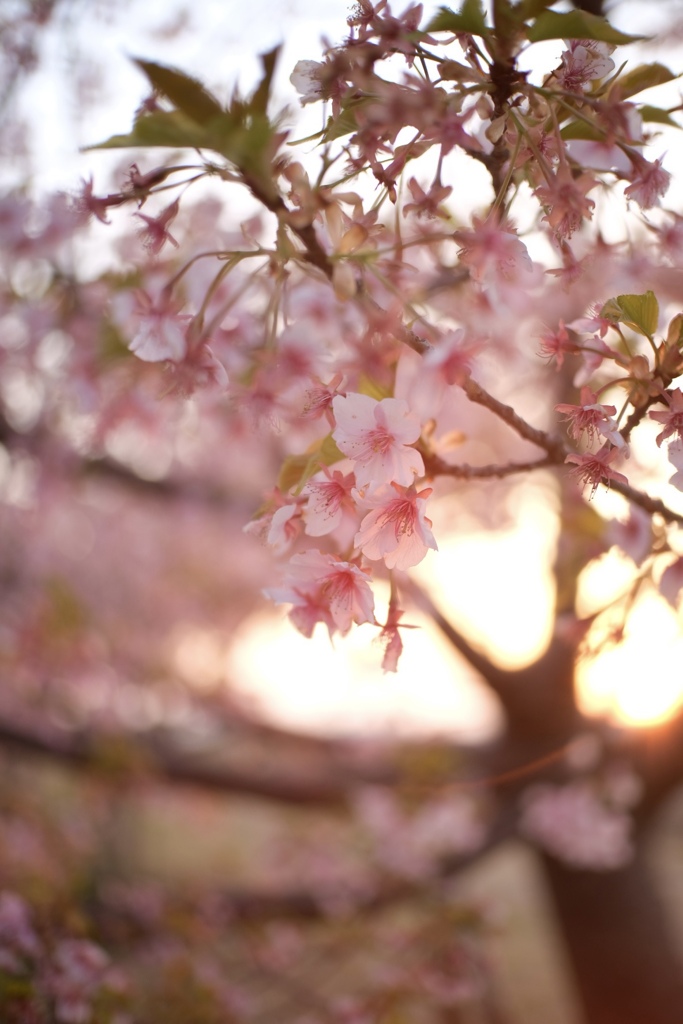 今年の初桜②