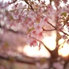 今年の初桜②