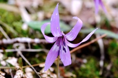 カタクリの花