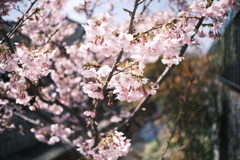 今年の初桜