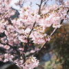 今年の初桜