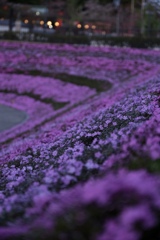 夜桜