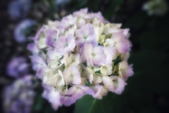 淡色紫陽花