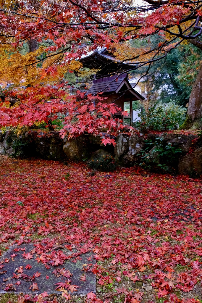 赤絨毯